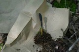 Tolypocladium ophioglossoides image