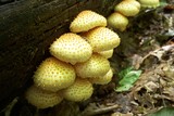 Pholiota squarrosoides image