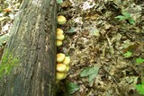 Pholiota squarrosoides image