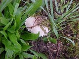 Leucoagaricus barssii image