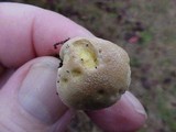 Lycoperdon curtisii image