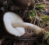 Pluteus atromarginatus image