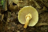 Pholiota squarrosoides image