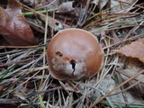 Clitocybe martiorum image