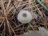 Clitocybe vibecina image
