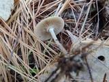Clitocybe vibecina image