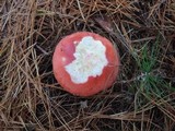 Russula silvestris image