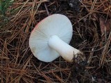 Russula silvestris image