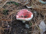 Russula silvestris image
