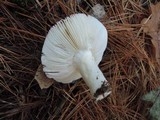 Russula silvestris image
