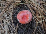 Russula silvestris image