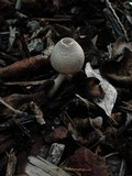 Leucocoprinus brebissonii image