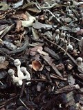 Leucocoprinus brebissonii image