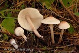 Lepiota cristata image