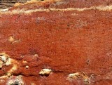 Ceriporia spissa image