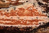 Ceriporia spissa image