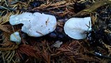 Clitopilus prunulus image