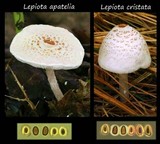 Lepiota apatelia image