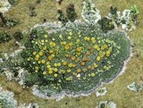 Caloplaca cerina image