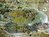 Caloplaca cerina image