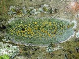 Caloplaca cerina image