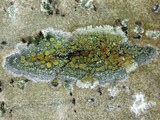 Caloplaca cerina image