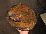 Boletus michoacanus image