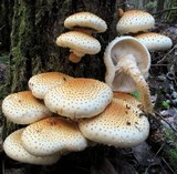 Pholiota squarrosoides image