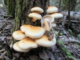 Pholiota squarrosoides image