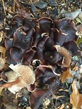 Gymnopus luxurians image