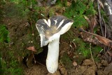 Russula densifolia image
