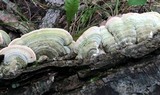 Cerrena unicolor image