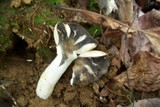 Russula densifolia image