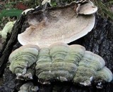 Cerrena unicolor image