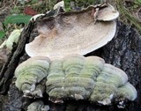 Cerrena unicolor image
