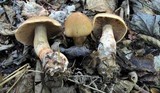 Cortinarius armillatus image