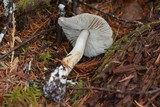 Tricholoma terreum image