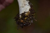 Tricholoma terreum image