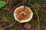 Hygrophorus discoxanthus image