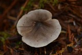 Tricholoma terreum image