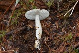 Tricholoma terreum image