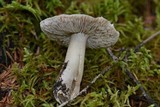 Tricholoma terreum image