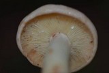 Rhodocollybia maculata image