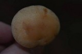 Rhodocollybia maculata image