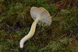 Hygrophorus hypothejus image