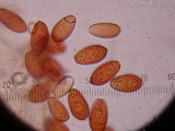 Conocybe apala image