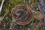 Coltricia cinnamomea image