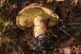Suillus lakei image