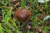 Panaeolus acuminatus image