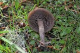 Panaeolus acuminatus image
